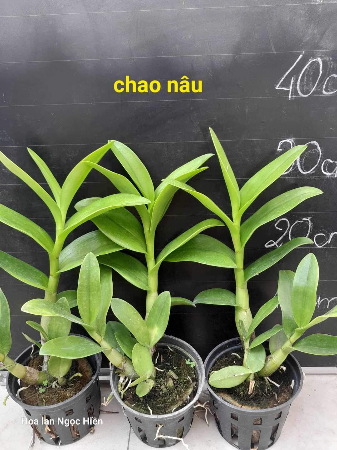 Hoa lan chan chao nâu xưa
