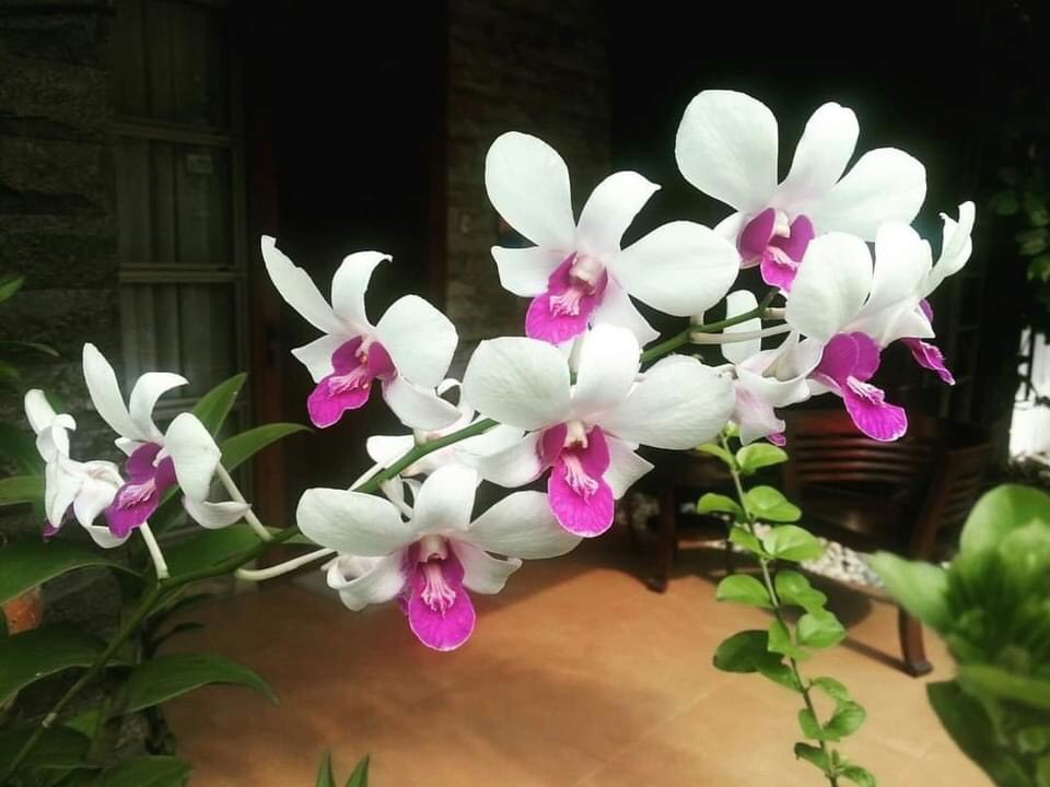 HOA LAN  DENRO 5 CÁNH TRẮNG QUỐC DÂN