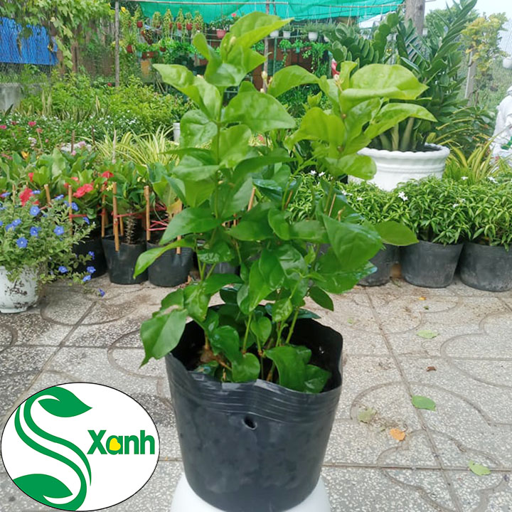 Cây Lài Trà (Lài Ta - Hoa Nhài) Cánh Kép, Bông Trắng, Hoa Thơm