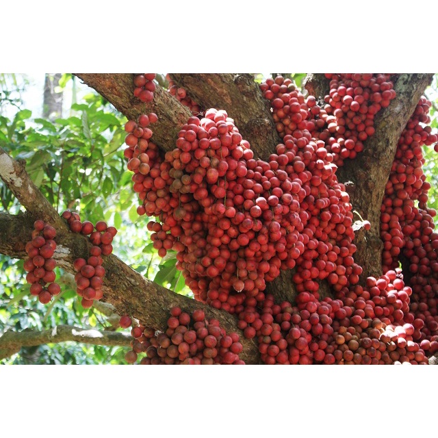 Cây dâu da đất (dâu da quả đỏ )- cây giống