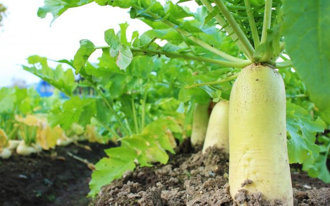 Hạt Giống Củ Cải Trắng ( Cải Đường )