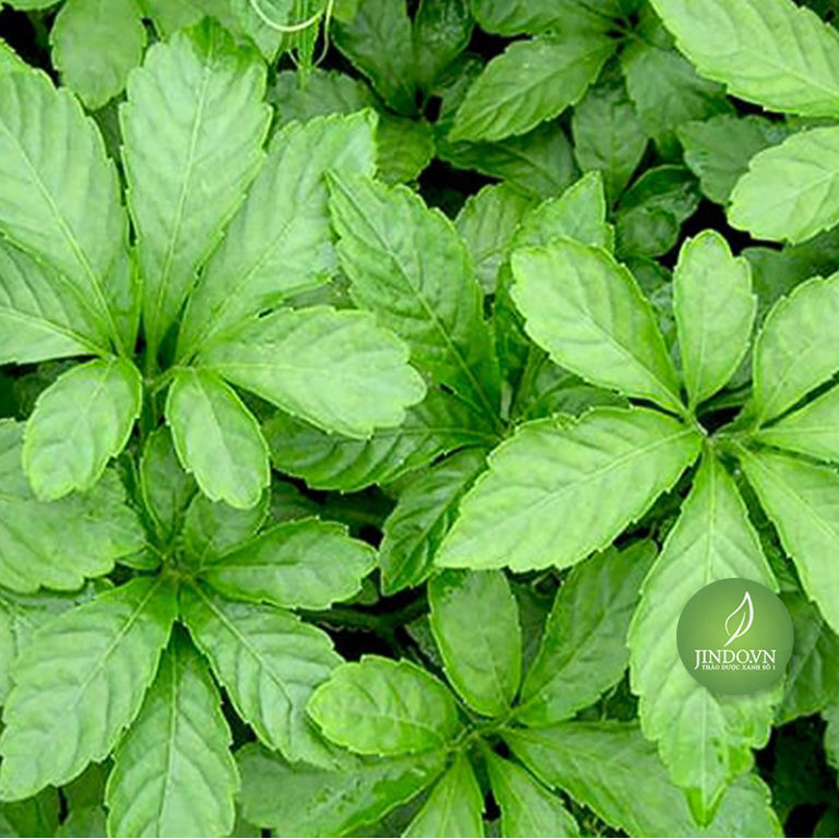 Giảo cổ lam SAPA (gói 1kg) - LV037
