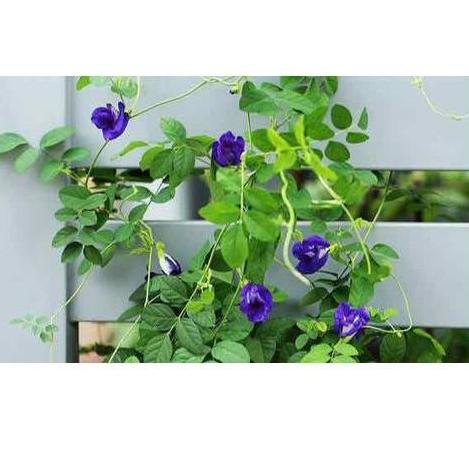 Hạt hoa đậu biếc - gói 30 hạt