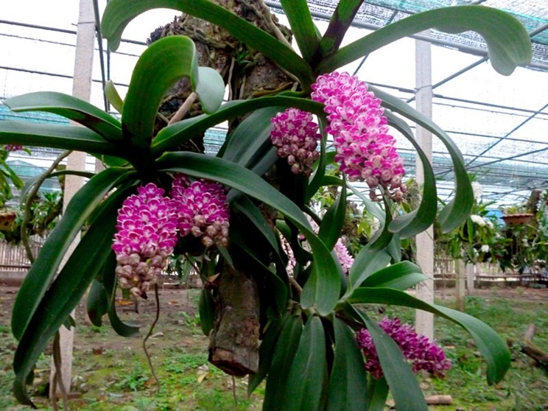 Hoa Lan Ngọc Điểm cây To - Khỏe