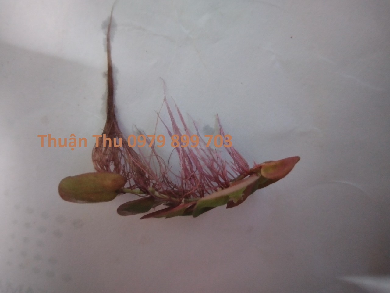 Bèo rễ đỏ - Cây thủy sinh - Red Root Floater