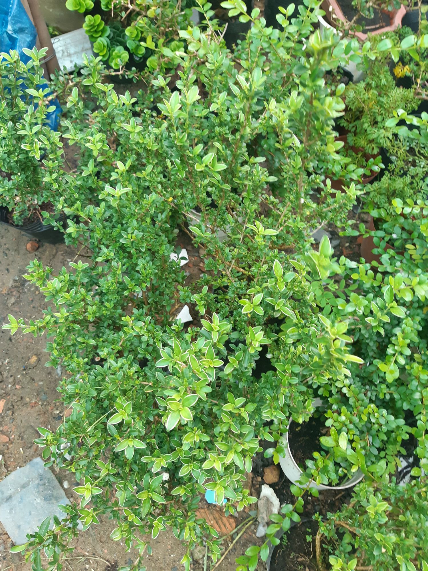 hoa bạch tuyết mai