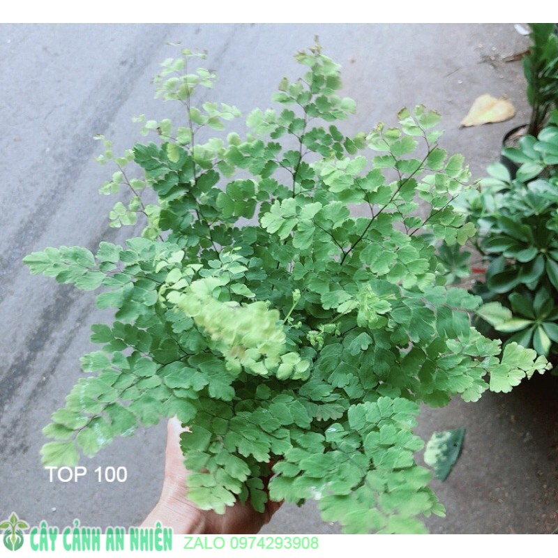 Cây tóc thần vệ nữ để bàn