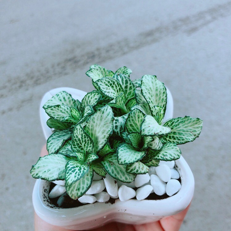 Chậu Cẩm Nhung Xanh