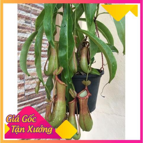 [HCM]Khu Vườn Hạt Giống Cây Nắp Ấm .