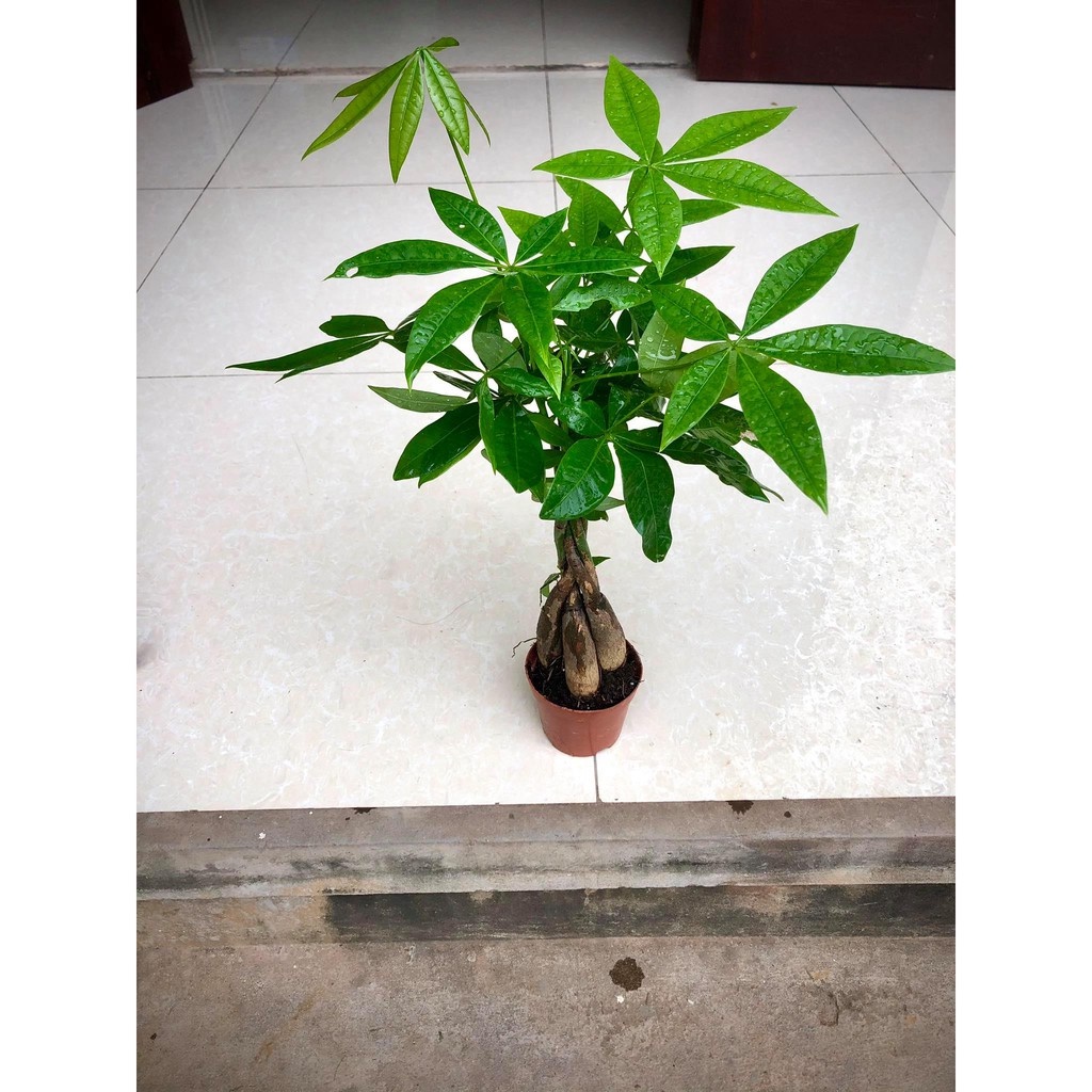 Cây kim ngân 4 gốc xoắn (ảnh thật số 2).