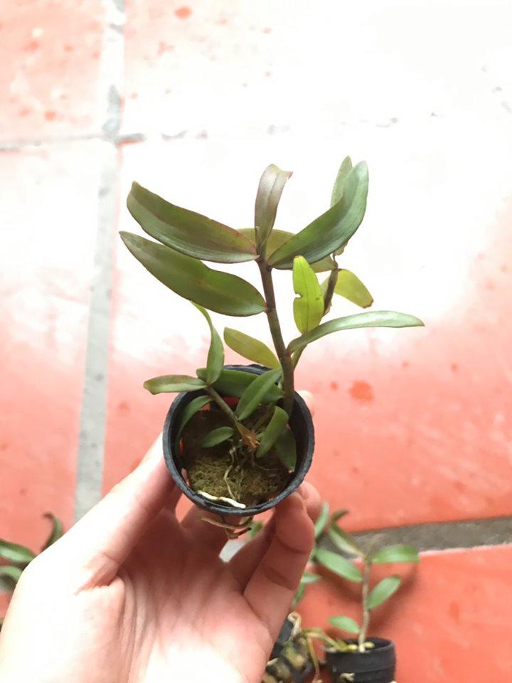 Mặt trời bangkok cây giống