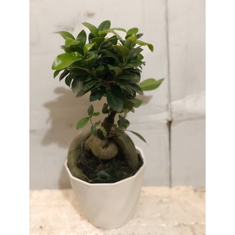 Cây bonsai si nhật- bonsaimini.