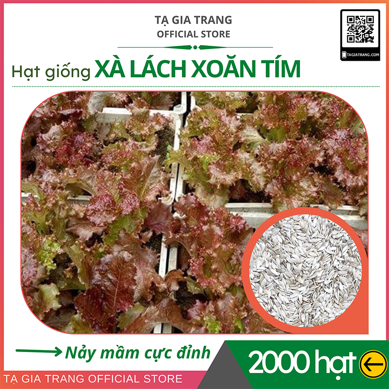 Hạt giống xà lách xoăn tím - Shop hạt giống Tạ Gia Trang