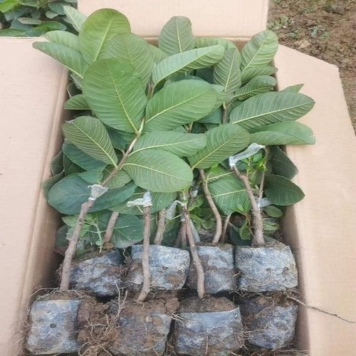 [Cây giống] Ổi Ruby ruột đỏ không hạt Đài Loan - Trang Flowers