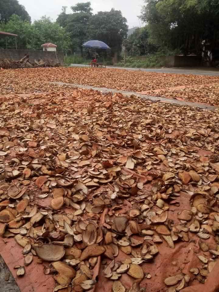 1kg lá tắm người dân tộc Dao Đỏ