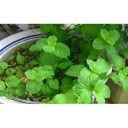 Hạt giống rau húng lũi ( húng bạc hà  ) - 1 gói 0.2gram