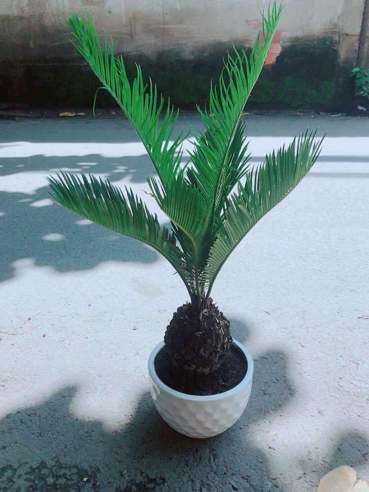Vạn Tuế Kèm Chậu Sứ
