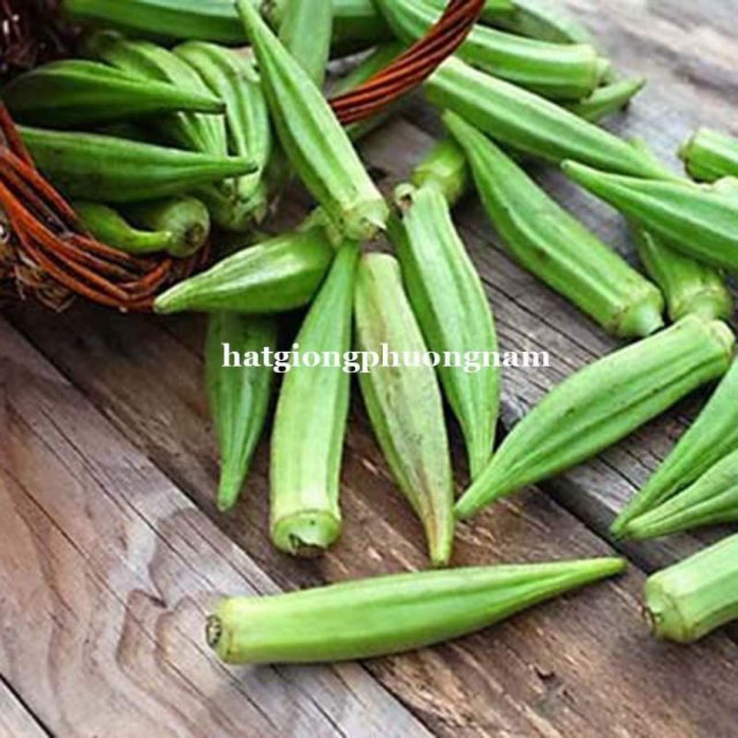 MA54D Hạt Giống Đậu Bắp Xanh 10 hạt