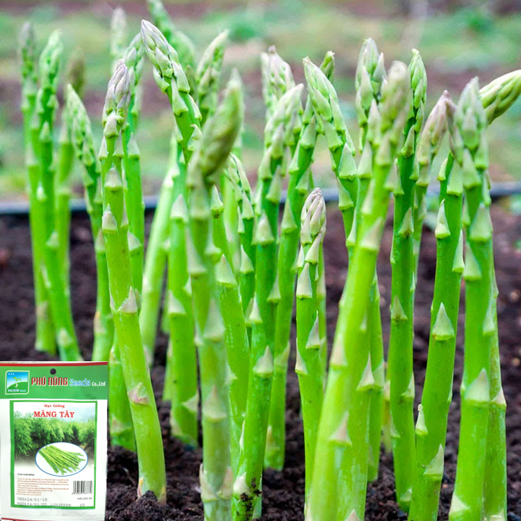 Hạt Giống Măng Tây Cao Sản Chịu Nhiệt Phú Nông - Dễ trồng, Kháng bệnh tốt, Giàu dinh dưỡng VTNN Nông Điền Trang