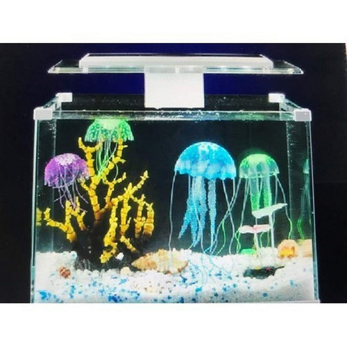 Sứa giả bỏ hồ cá, trang trí bể cá nhà bạn