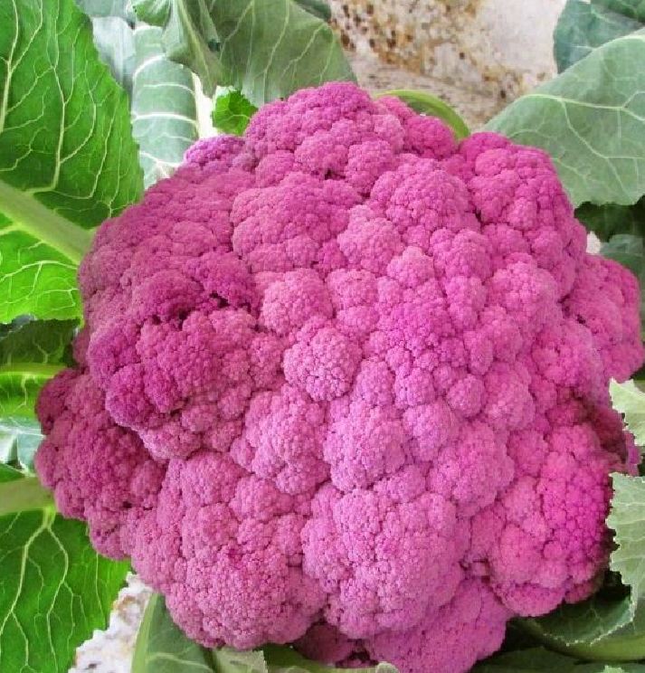 "Gói 20 "Hạt giống Súp lơ Tím [Seeds]