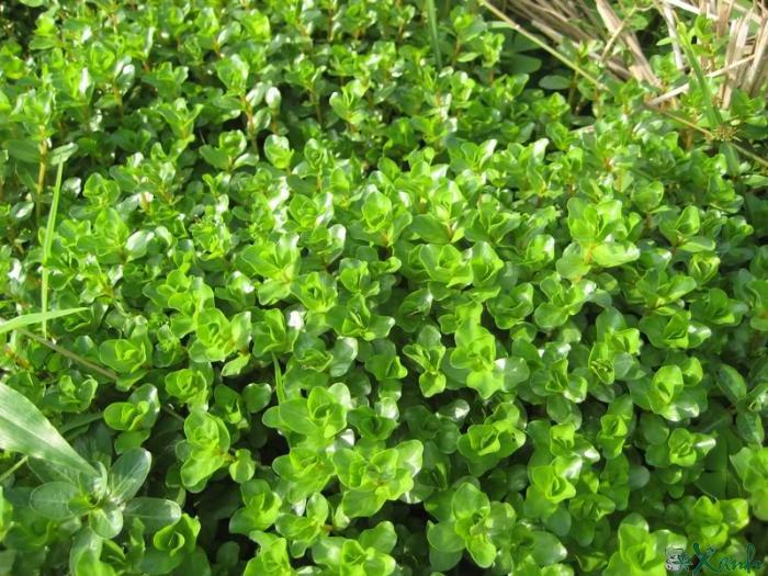 MÓNG TAY - VẢY ỐC - LỆ NHI (15 nhánh)