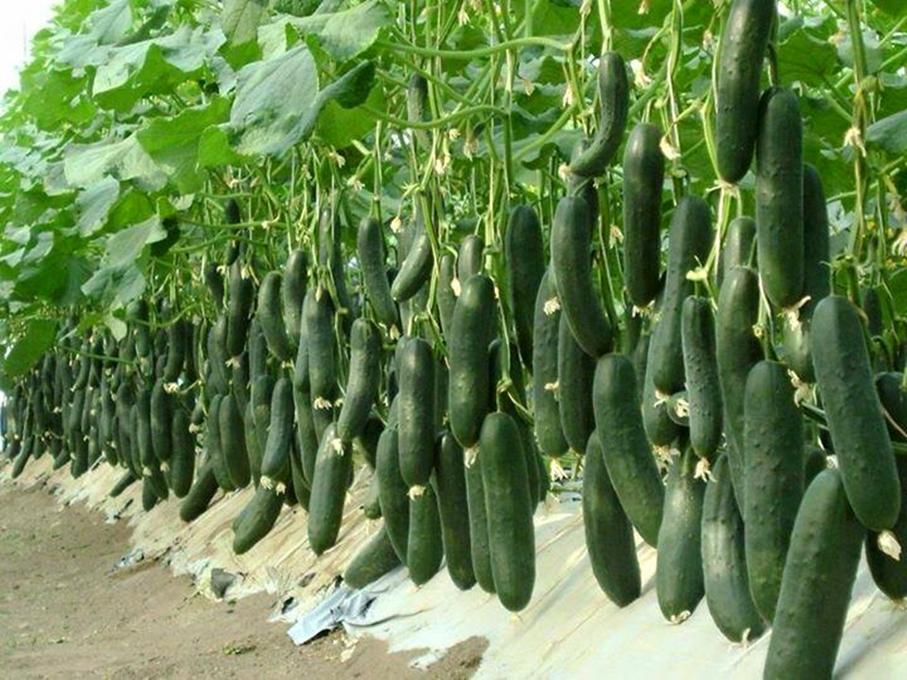 Hạt giống Dưa chuột chùm
