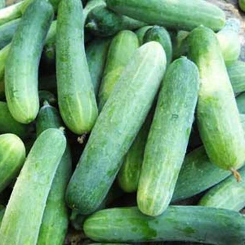 Hạt giống dưa chuột - dưa leo