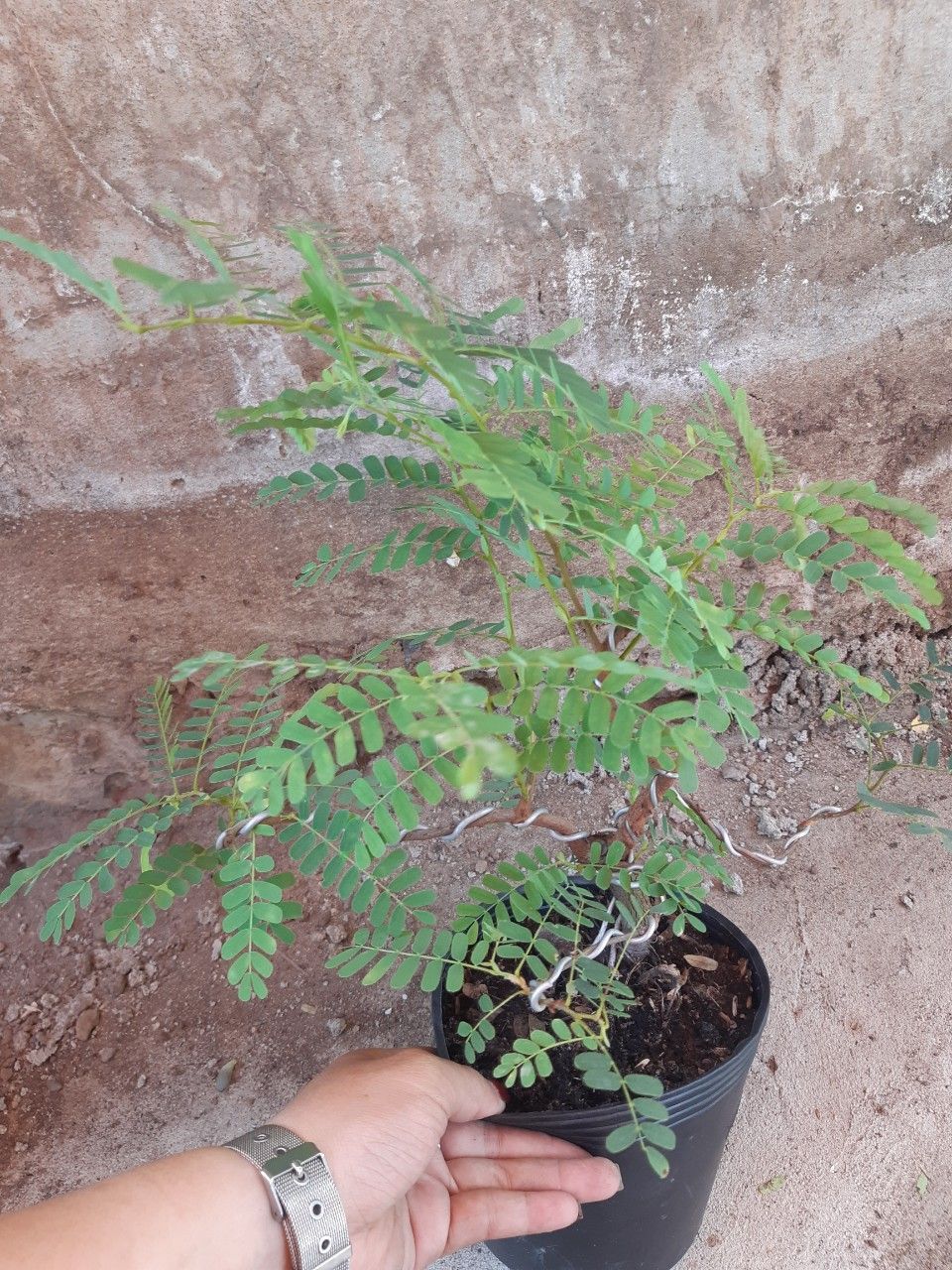 cây me bonsai