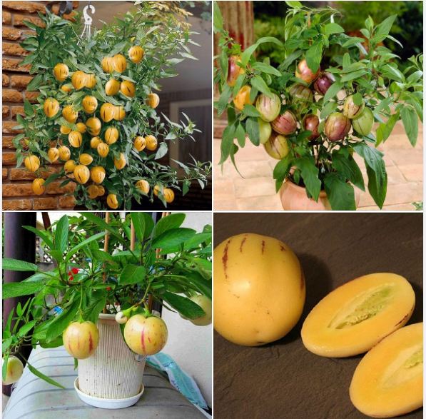 Hạt giống dưa hấu Nam Mỹ Pepino - 1 gói 5 hạt