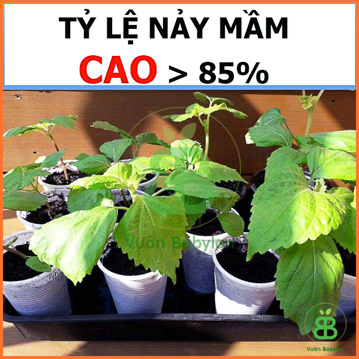 Hạt Giống Rau Thơm Mè Hàn Quốc