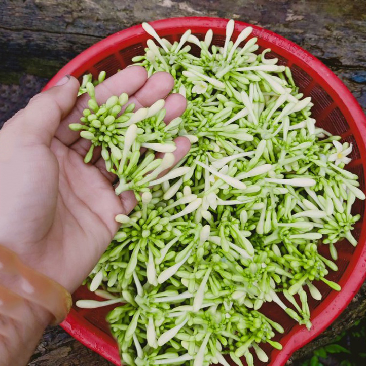 [HOT] Hoa đu đủ đực sấy khô 100g - Thảo Dược Tấn Phát