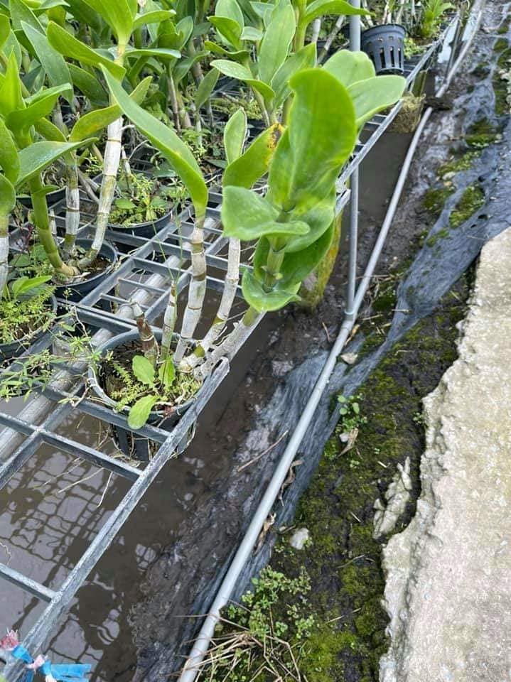 [HCM]Hoa lan dendro chớp vàng đỏ - 1 chậu (tỷ lệ xổ chớp) (hoa tết)