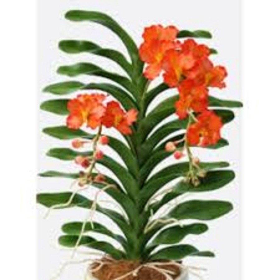 COMBO 5 CÂY GIỐNG LAN VANDA ĐỦ MÀU, HÀNG NHẬP THÁI LAN