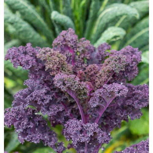 Hạt giống Cải Xoăn Kale 1g