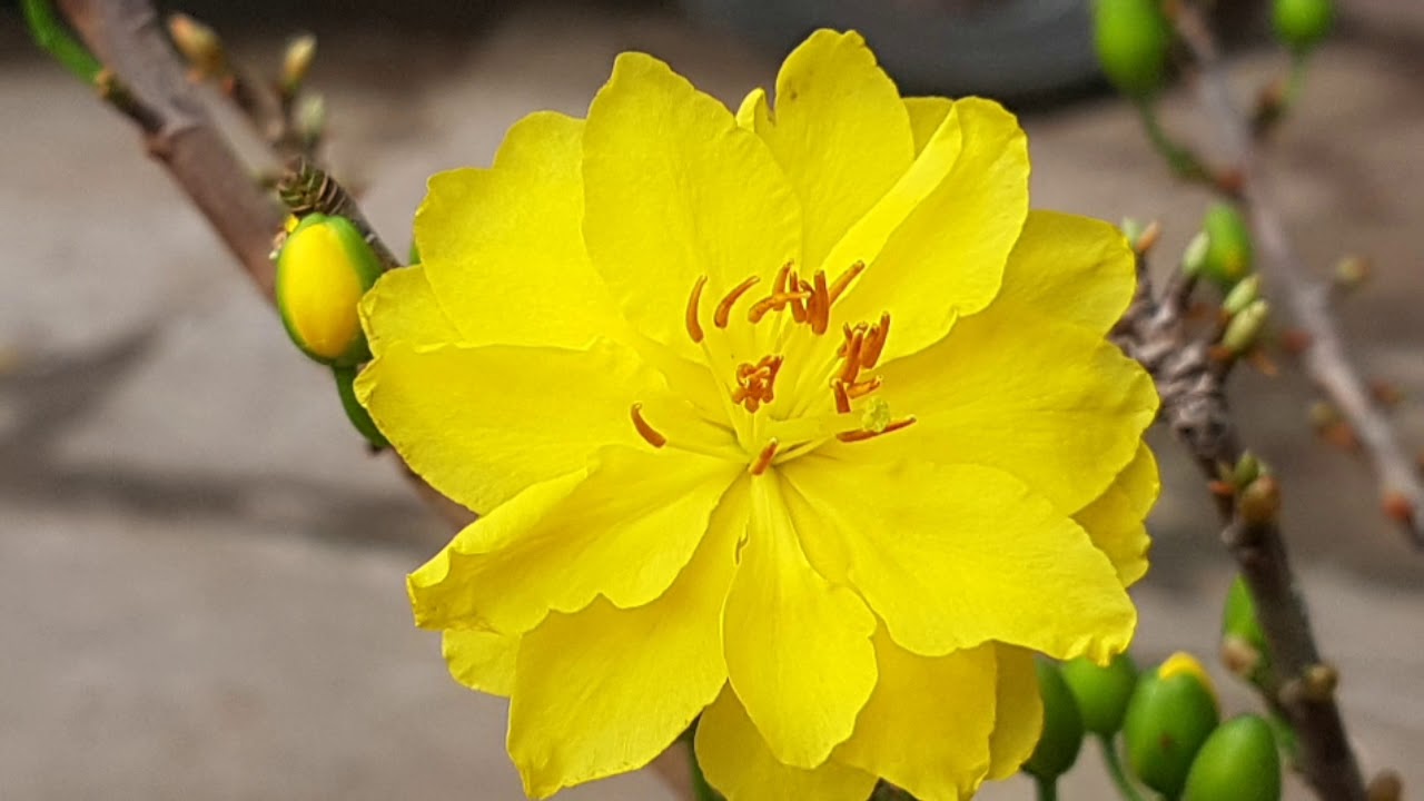 Cây Mai Huỳnh Tỉ
