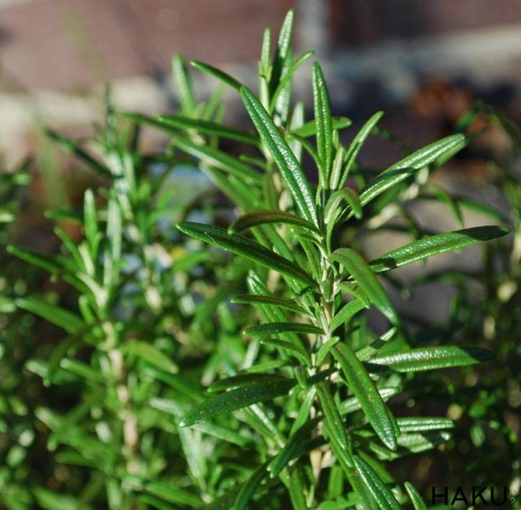 [HCM]HƯƠNG THẢO ROSEMARY BỤI LỚN.