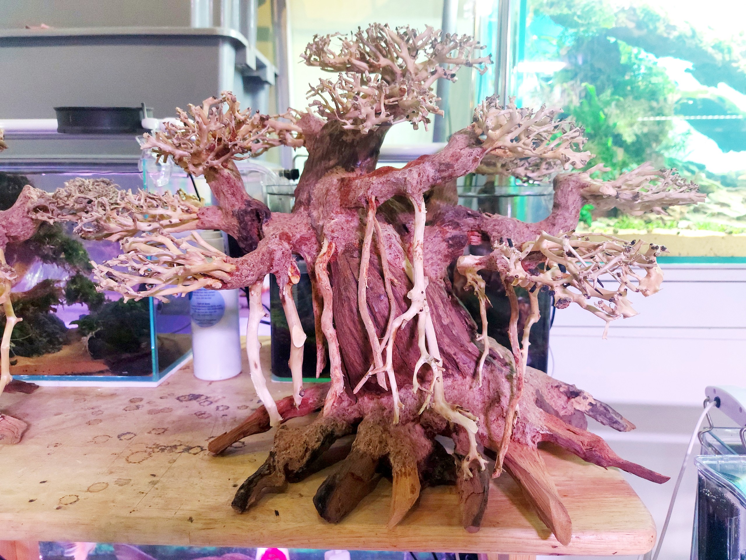 Lũa Bonsai Mini kiểu dáng xoè Trang Trí Bể Cá - Bể Thủy Sinh (C:30cm D: 40cm)