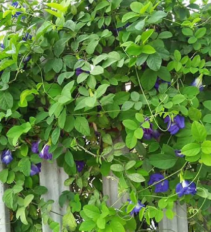 Hạt giống hoa đậu biếc (gói 20 hạt) trồng quanh năm