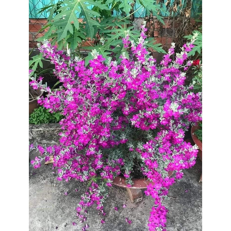 Chậu Hoa Tuyết Sơn Phi Hồ Hay Tuyết Sơn Phi Hồng