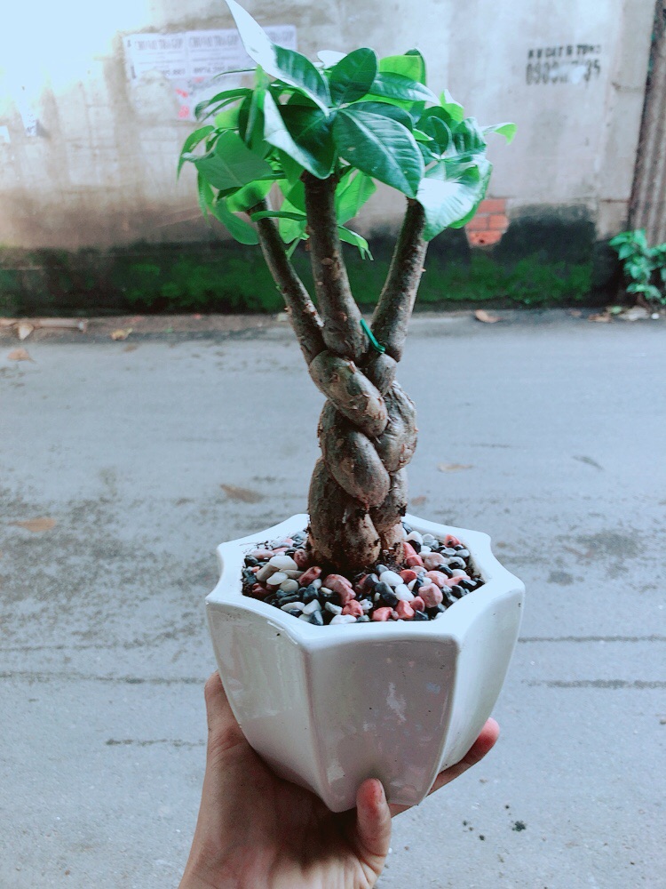 Chậu Kim Ngân Thắt Bính 3 Thân