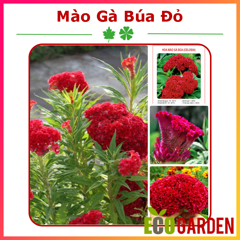 Hạt Giống Hoa Mào Gà Búa Đỏ Nhung (ECO.168)
