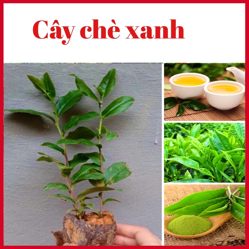 Cây chè xanh Thái Nguyên đã có hoa, cao 35-50cm