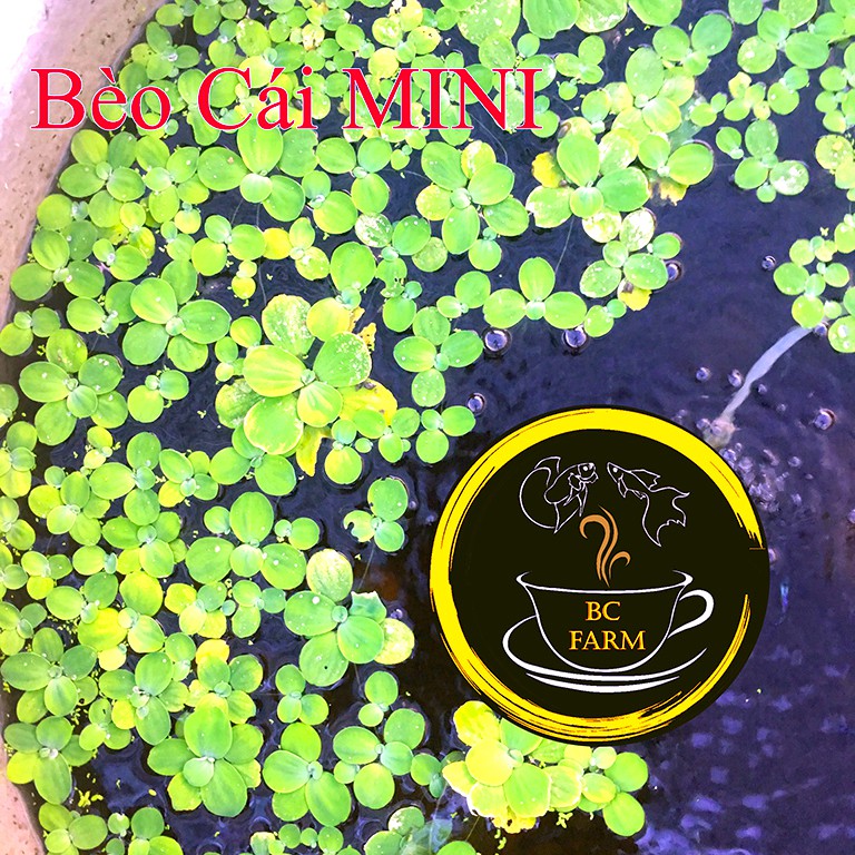 BÈO CÁI MINI - SIÊU LỌC NƯỚC