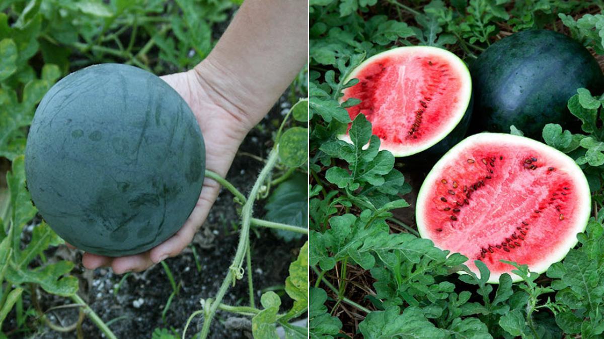 Gói 1g hạt giống dưa hấu Sugar Baby