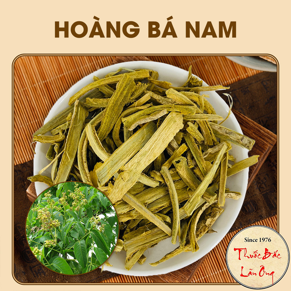 Núc Nác (Hoàng Bá Nam)