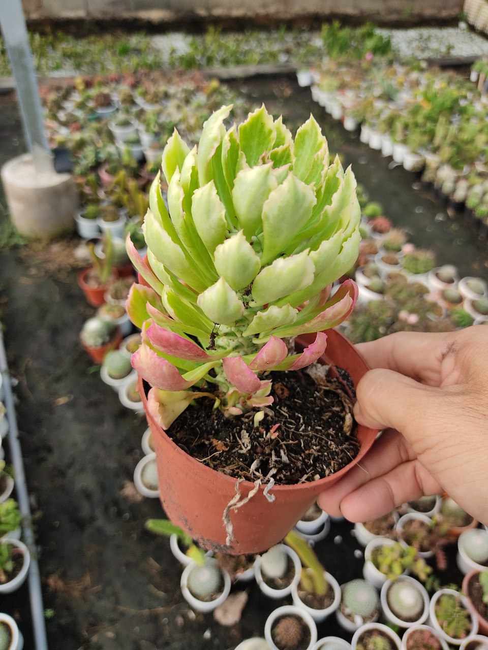 Xương rồng KỲ LÂN ĐỎ (size chậu 10 cm)