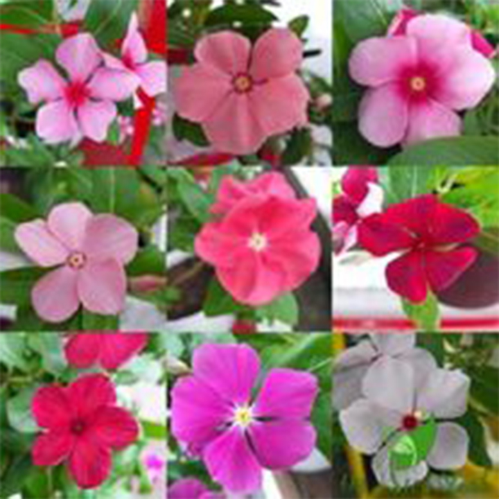 200 Hạt giống hoa dừa cạn đứng nhiều màu