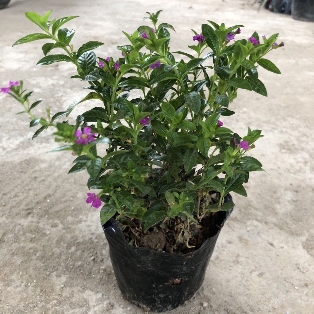 Cây hoa sống đời, chiều cao 20-25cm