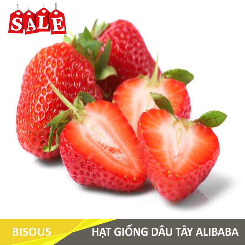 Hạt giống Dâu tây Q24 Bisous KLT 50 hạt